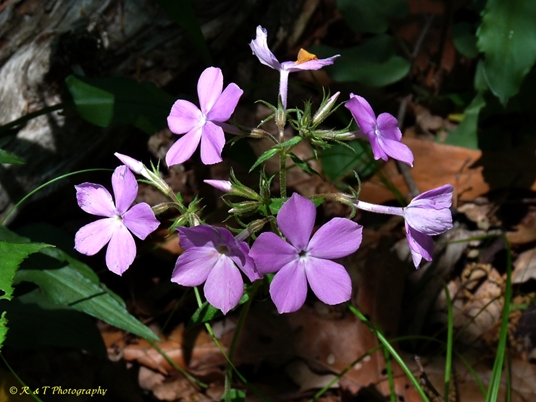 {Phlox pilosa}